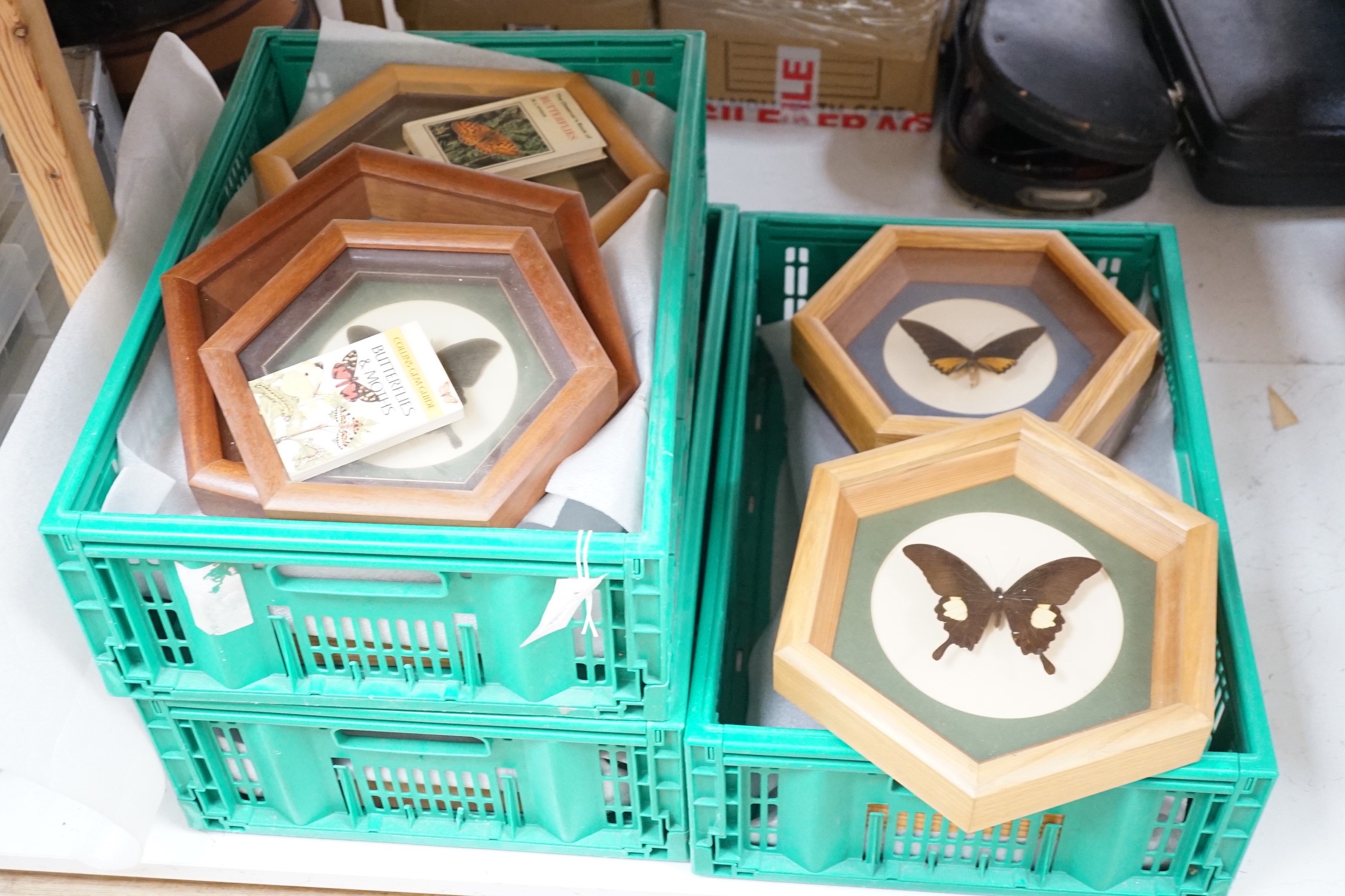 A collection of exotic butterfly and moth specimens in 24 octagonal display cases